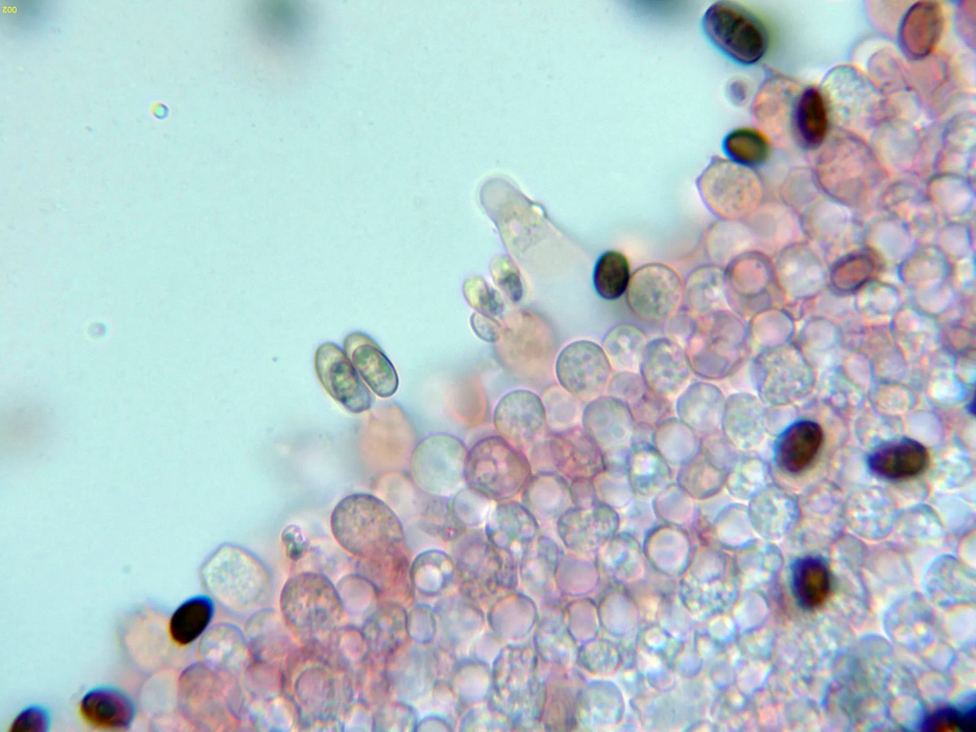Microscopía de Psathyrella spadiceogrisea - 10 - Pleurocistidios-002